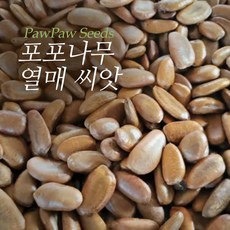 포포 나무 햇 씨앗 1kg, 1개