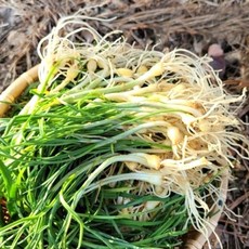 충남 국내산 산지직송 노지 세척 달래, 1개, 400g