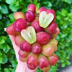 샤인머스켓4kg