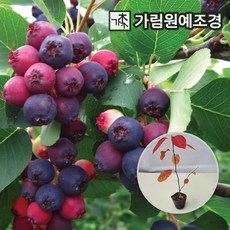 준베리
