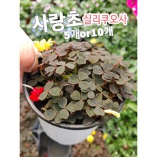 실리쿠오사