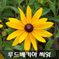 천인국