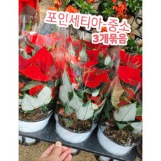 포인세티아화분