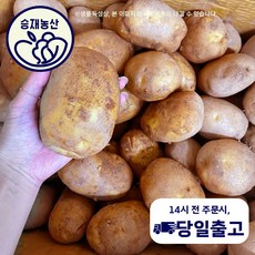 ( 승재농산 ) 국내산 햇 감자 ( 왕특/특 ) 랜덤배송 3kg 5kg 10kg, 1개
