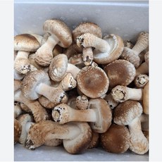 국내산 산지직송 당일선별 송화버섯 가정형 무농약 이천 햇살가득담은 송고버섯, 1박스, 1kg