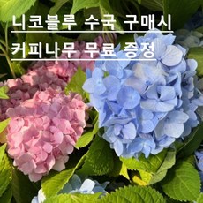 블루엔젤 TOP01