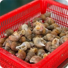 [산지직송] 올바른농장 산소포장된 활 백고동, 특대(10미 내외), 1세트, 1kg