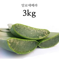 프리미엄 생알로에 베라 사포나리아 식용 알로에 알로에화분 2kg 3kg 5kg 3kg 1박스, 1개