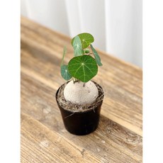 스테파니아노바
