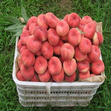 거반도-추천-상품