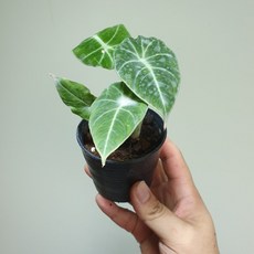 알로카시아키링