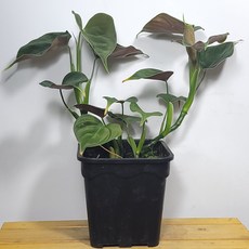 필로덴드론마요이