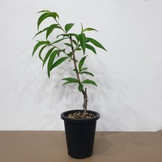 복숭아나무 천중도 엑셀라묘목 접목 1년생 화분채배송, 1개