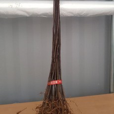스테이홈몰 헛개나무 묘목 2년생 rk3atk4djgk134