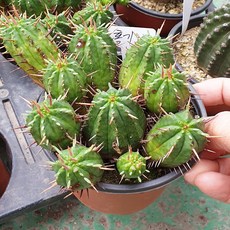 홍기린