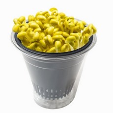 콩나물키우기키트만들기대장