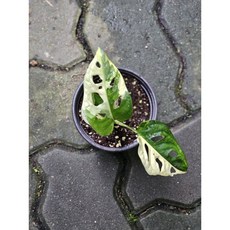 식물공장 무늬아단소니 소품 반려식물 공기정화식물 10-25cm 249, 1개, 혼합색상