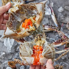 서해안 연평도 가을 활꽃게, 암꽃게,