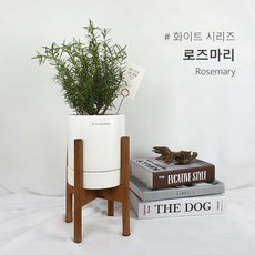 로즈마리토피어리