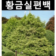 황금실편백(황금실화백) 삽목2년 포트 3개/나무 묘목/상록수/조경용