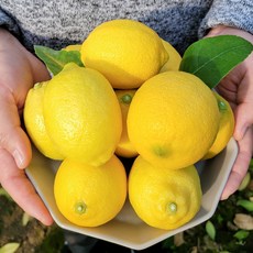 국산 제주 표선농협 레몬 2.5kg 4.5kg 9kg, 제주 GAP 레몬[사이즈 혼합] 2.5kg, 1개