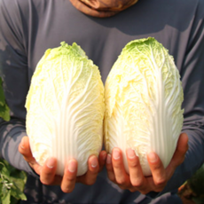 고창 알배기 배추 4kg 8kg 쌈추 쌈야채 쌈추 알배추 쌈배추, 8kg (12통)