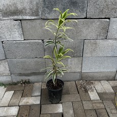 송오브인디아 쌍대 80cm