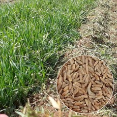 호밀씨앗 2kg - 토질개량 초생재배 토양개량, 1개