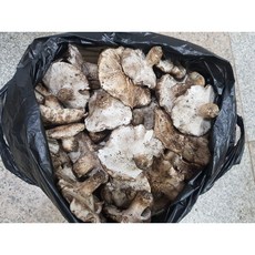 자연산버섯(거창산 굽더덕버섯( 생물)1kg, 1, 1개