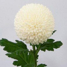 폼폰국화