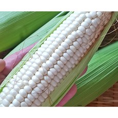 대관령 농부의 신선한 햇 찰옥수수 바로 따서 보내드립니다 최상품10개(17cm 이상), 특품(17 cm이상)10개, 10개