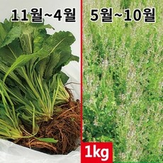 생곰보배추 1kg - 잘키운 국산 곰보배추생초, 1개