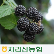 [지리산농협] 2025년 지리산 햇 토종복분자 (급냉 발송), 10kg, 1개