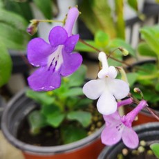 삭소롬 스트렙토카르푸스 식물 퍼플 화이트 핑크 3종