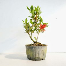 왜철쭉황