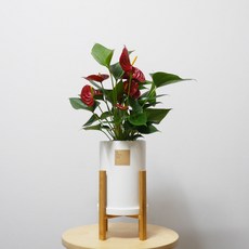 옐로우싱고니움