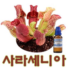 동종요법