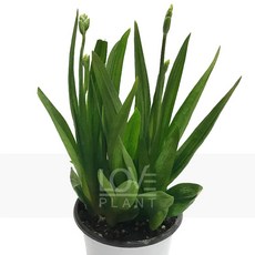 후리지아키우기 추천 1등 제품