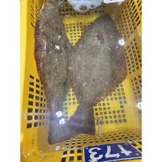 완도 자연산 대광어 생물 3kg 제철 광어회택배 손질 필렛, 2kg 3-4인, 1개