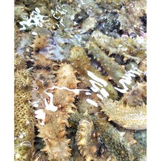 제철 활 해삼, 안면도 국산 자연산 해삼 1kg, 1개
