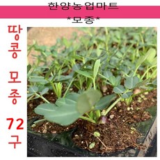 모종-땅콩모종 72개/묘종/육묘/1판-72구, 땅콩모종-72구1판