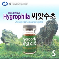 매직아쿠아 YB 하이그로필라 씨앗수초 S, 1개