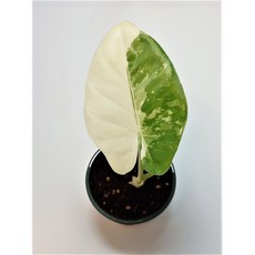 알로카시아마크로리자