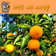 제주 조생종 새콤달콤 노지감귤, 로얄과(2S~M) 10kg, 120~140과, 3개