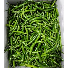 누리채소 청양고추 (상/양념용/국용/못난이)10KG, 1박스, 10kg