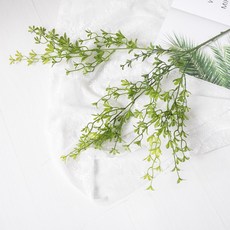 세네시오아이비