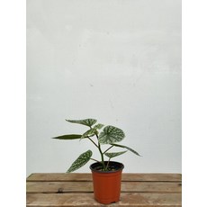 베고니아스노우캡