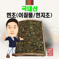 이질풀