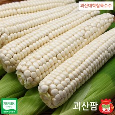 괴산팜 괴산 햇대학찰생옥수수20통[17cm이상], 20개, 박스(17cm이상상품)