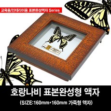 호랑나비 완성표본액자 160mm X 160mm